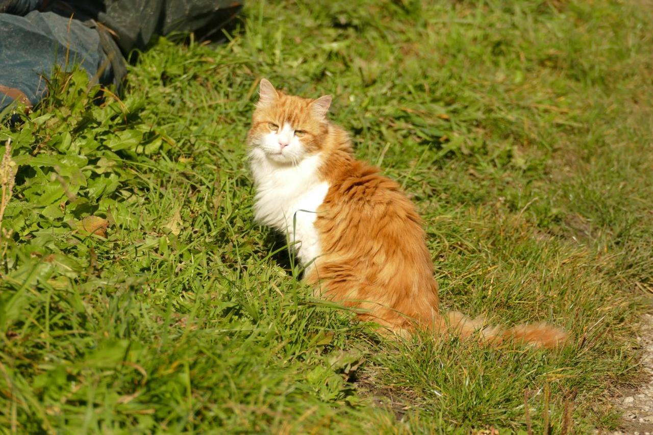 Schottenhof Fulpmes Luaran gambar